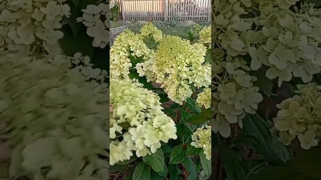 ДИАМАНТИНО ?#гортензии#цветение