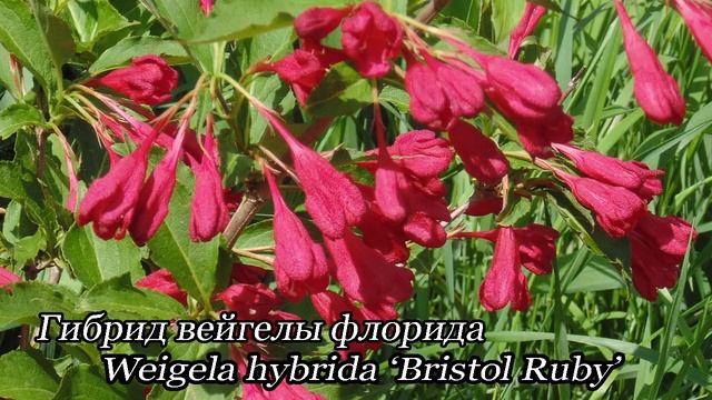 Вейгела в саду. Обзор.