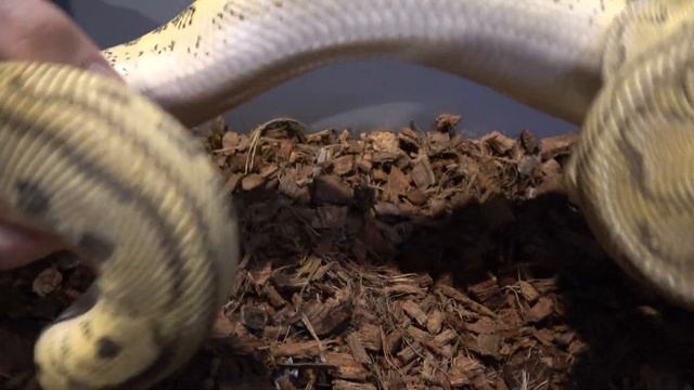 Morph Madness Clown Ball Python!!!! смотреть онлайн