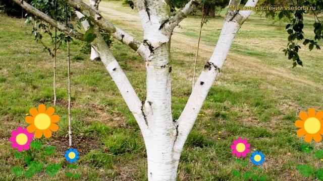 Береза полевая Сильвер Шедоус. Краткий обзор, описание характеристик betula utilis Silver Shadow смотреть онлайн