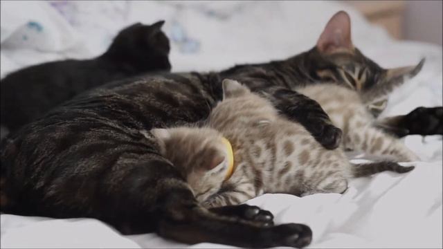Lelu's babies at 4weeks смотреть онлайн