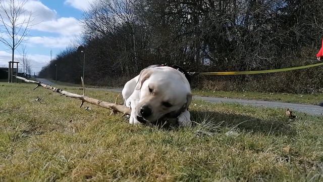 Прогулка лабрадора #labrador #danmarknatur #labradorretriver #лабрадорретривер #собакисмешное