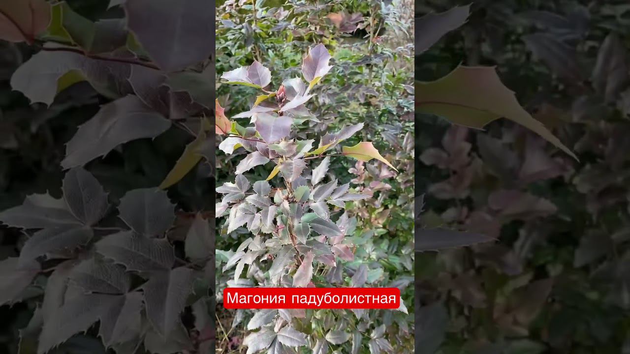 Магония падуболистная! смотреть онлайн
