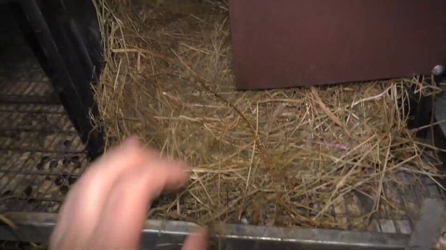 Новости самоизоляции. Крольчата. Утята. Бройлеры. Стар 53. Мулард. Голубой фаворит. смотреть онлайн