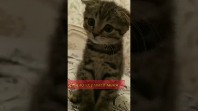 Очень милый полосатый ласковый котенок смотреть онлайн
