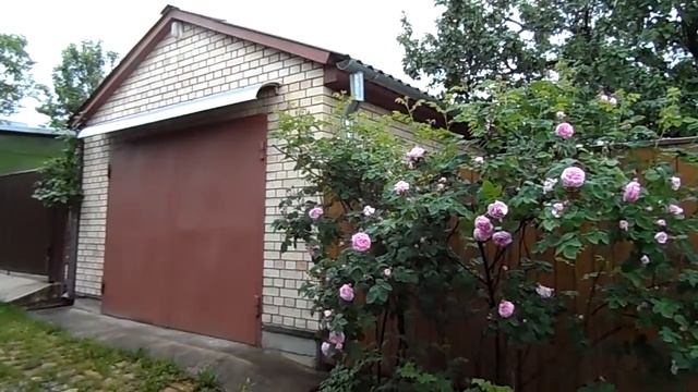 Цветение чайной розы в маю смотреть онлайн