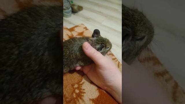 Дегу прилёг и кусается чтобы не шевелилась смотреть онлайн