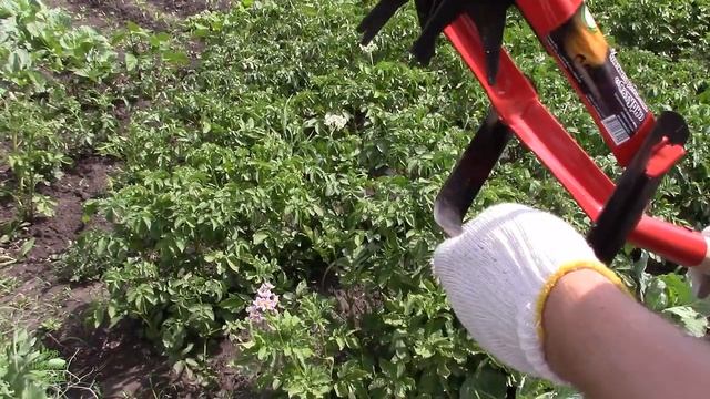 ОБЗОР//РУЧНОЙ РОТАЦИОННЫЙ КУЛЬТИВАТОР "САТУРН"//МОЯ ЛЮБИМАЯ УСАДЬБА смотреть онлайн