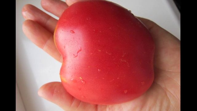 томат Вельможа смотреть онлайн