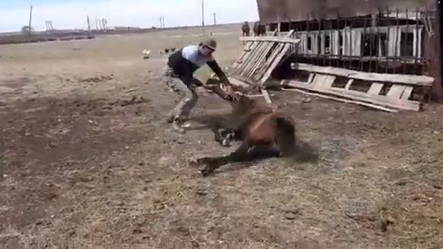 бросок коня а ты так сможишь? смотреть онлайн