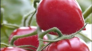 Характеристика и описание сорта томата «Кемеровец»