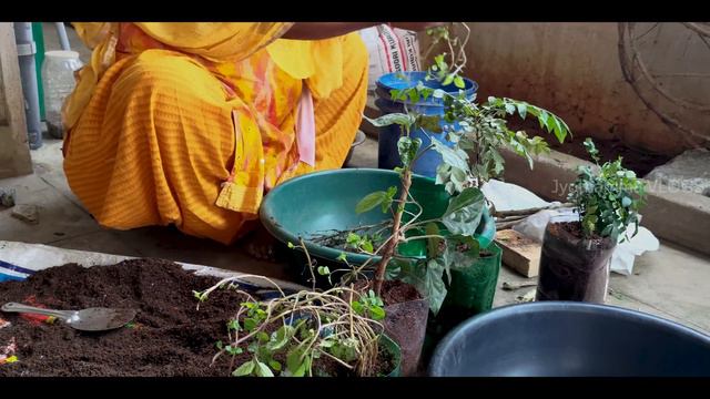 outdoor plants | garden up | best soil for plant growth | decorative plants | telugu смотреть онлайн