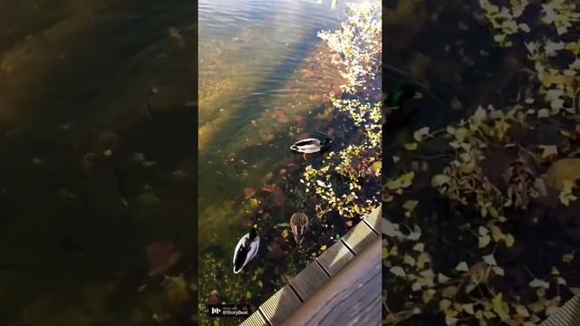 ПЛЬЗЕНЬ, ЧЕХИЯ. Такого озера вы ещё не видели! #пльзень #чехия #топ #европа #pilsen #czech #plzen смотреть онлайн