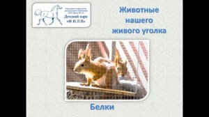 Животные живого уголка ДП фили
