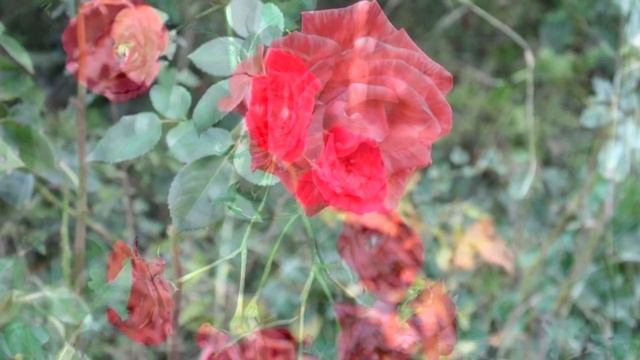 Парк львов Тайган. Лучшие кадры смотреть онлайн