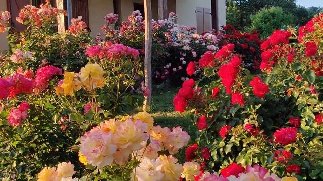 roses garden смотреть онлайн