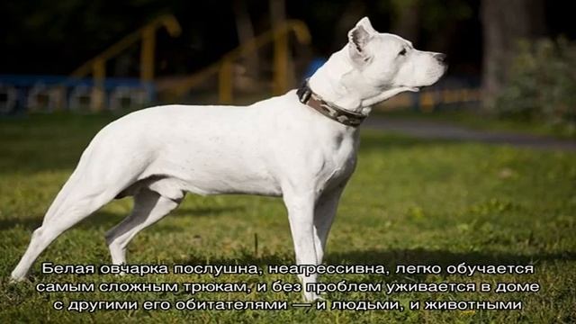 Большая белая собака: название породы смотреть онлайн