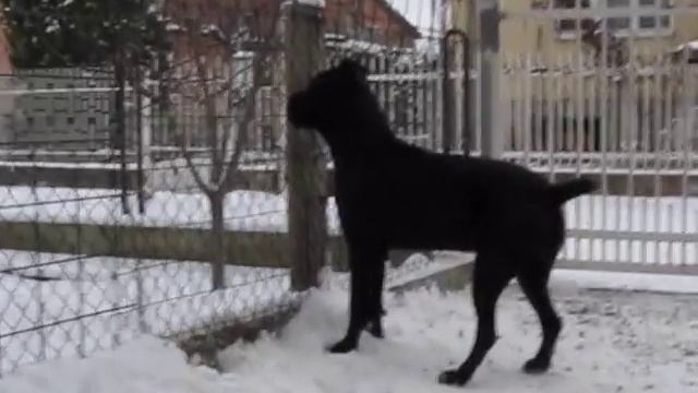 Cane Corso Groff смотреть онлайн