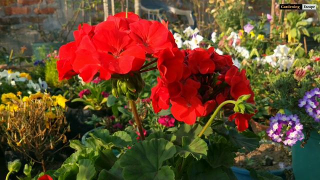 My Winter & Spring Garden Overview | February Garden Tour | Rooftop Garden Tour