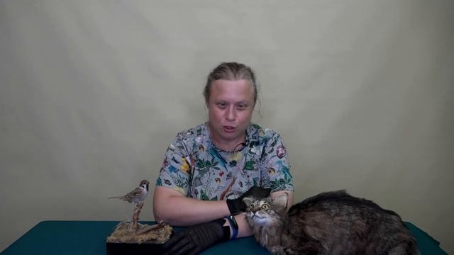 Кот и воробей (чувашская сказка) смотреть онлайн