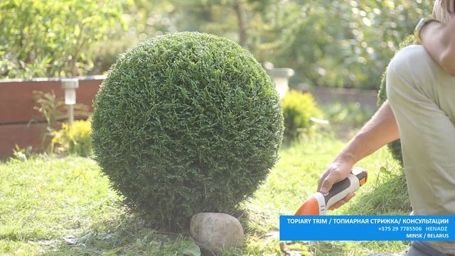 ТУЯ ХОСЕРИ - ЛУЧШАЯ ТУЯ | ТУЯ ШАР | THUJA HOSERI | Стрижка туи Минск |@user-qs3ui4et9dстрижкаТуиМи смотреть онлайн