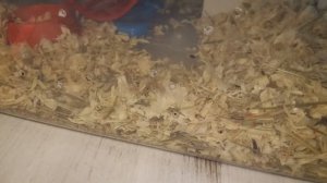 Уход за песчанками