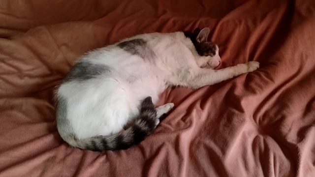 18.07.22.Дача..ЧП .. чуть не остался без пальца.. смотреть онлайн