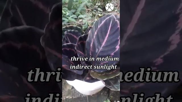 Calathea dottie смотреть онлайн