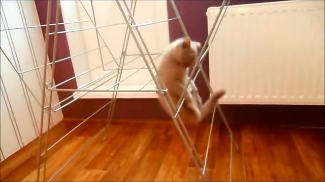 Британский кот смотреть онлайн