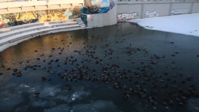 "Уникальная глубинка" в Казани. Утки на Булаке смотреть онлайн