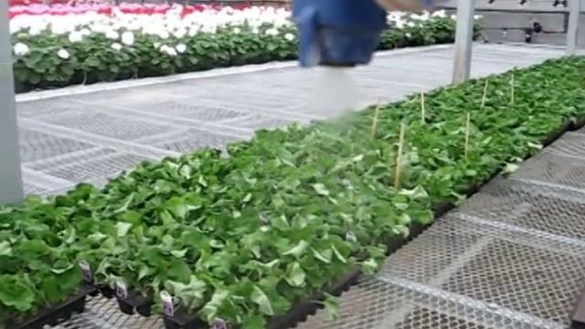 Bordine Geranium cutting propagation смотреть онлайн