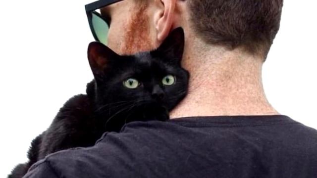 Приютский чёрный кот обнял парня и не захотел его отпускать смотреть онлайн