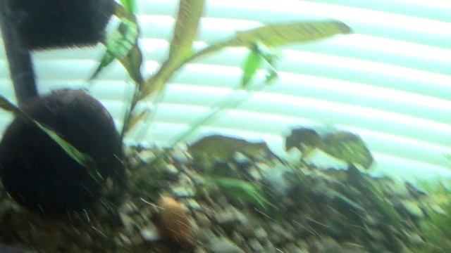 Анциструс супер ред +  обыкновенный (Ancistrus Dolichopterus)