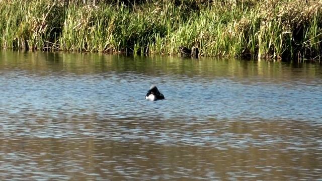 Гагара чернозобая три вида на пролете встречается и в Украине - краснозобая и чернозобая полярная смотреть онлайн
