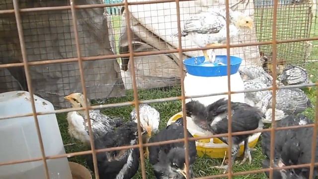 Каннибализм Причины каннибализма у цыплят, утят Серебристый леггорн / Борковская Барвистая смотреть онлайн