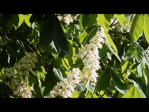 ? 15 Minutes For Relaxation With Spring Birds Singing ?