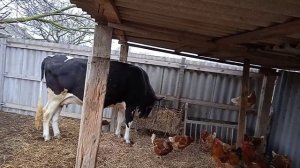 Оберег для коровы. Старинный совет