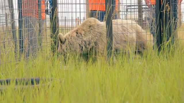 Rescued Bear's Shocking Transformation | PETA Animal Rescues смотреть онлайн