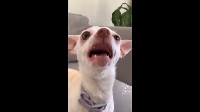 NIKKI (TIKTOK THE CRAZIEST FUNNY CHIHUAHUA DOG | Funny Scary Dogs | Mr Eviatar With Nikki