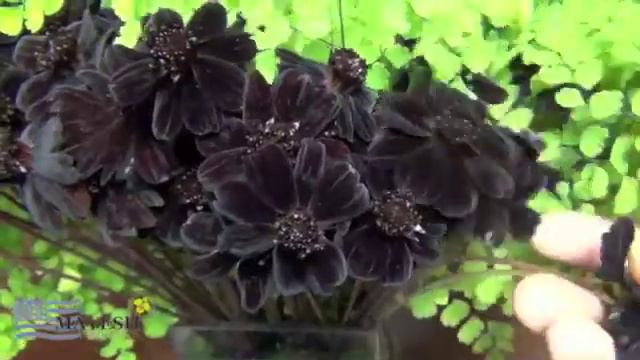 September 2012 Wholesale Flower Product Showcase смотреть онлайн