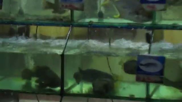 рыбный ресторанчик в Китае смотреть онлайн