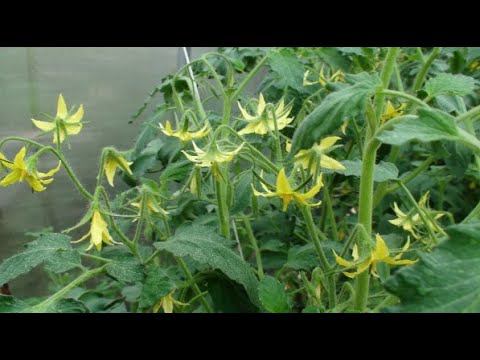 Первая самая ВАЖНАЯ ПОДКОРМКА ТОМАТОВ! смотреть онлайн