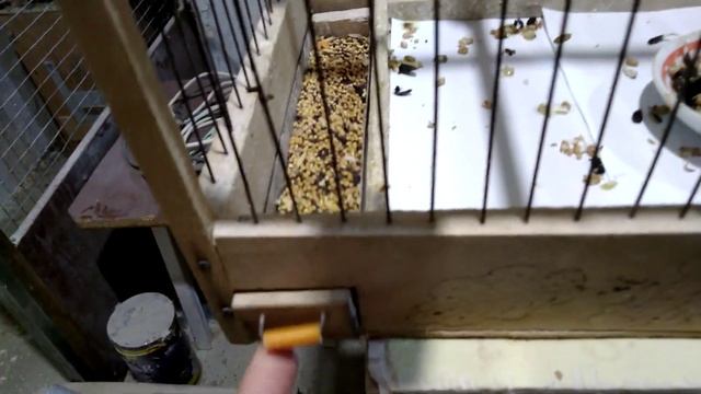 Канарейки ,кольцуем птенца !Кольцевания птиц смотреть онлайн
