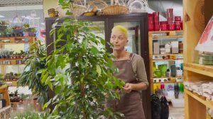 Фикус Экзотика - обзор фикуса бенджамина | Своенравный красавчик, который легко переносит стрижку