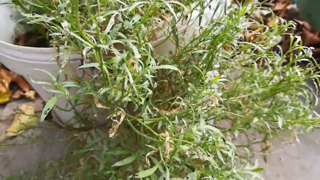 Алисум атакуют чёрные, прыгучие букашки! смотреть онлайн