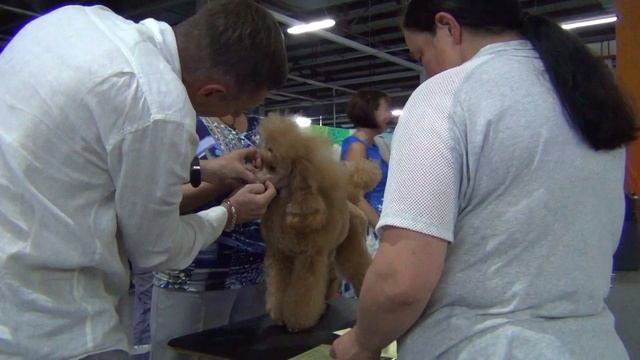 00060 Моно пуделей Челябинск 03.09.2017. мини абрикос сука смотреть онлайн