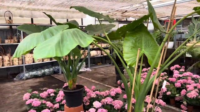 Потерялись в джунглях Испании | Покупки не в COSTCO | Влог | Цветы Flowers | Распаковка продуктов смотреть онлайн
