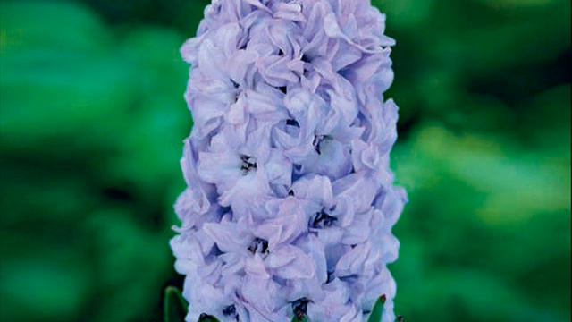 YOU wake up , smile , and say that you love life HYACINTH смотреть онлайн