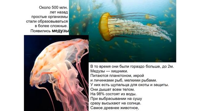 Возникновение жизни на Земле Детский Сад Сказка Презентация смотреть онлайн