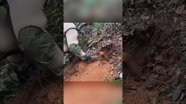 Загадочная белая метка Азиатские шершни и человек смотреть онлайн